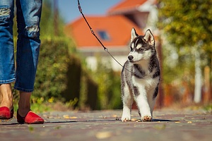 Husky puppy walking on leash