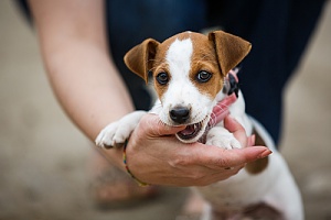 Puppy biting finger