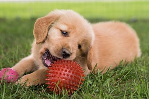 Puppy biting toy