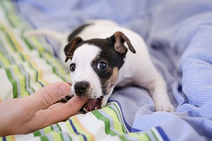 Puppy gnawing on finger 