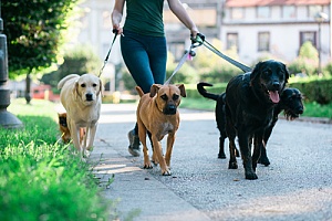 Woman walking group of dogs after knowing How To Become A Certified Dog Walker