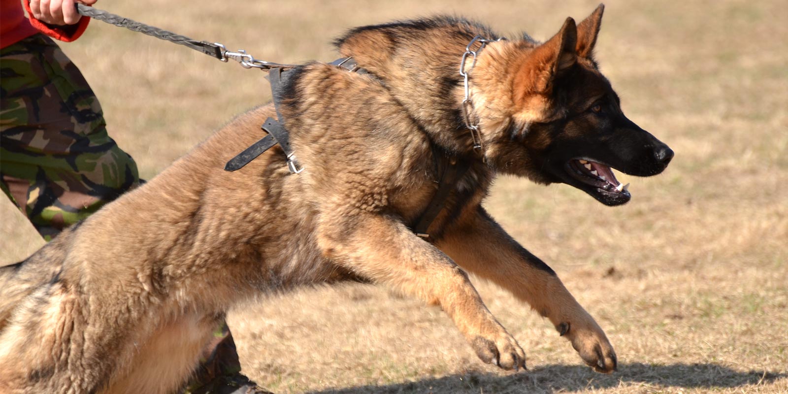 Dog attacking dog while walking with owner