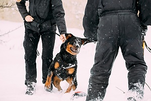 Dog attempting to attack