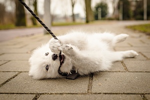 Dog biting leash while walking