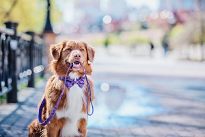 Dog holding leash in mouth 