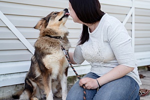 Dog seated with leash on