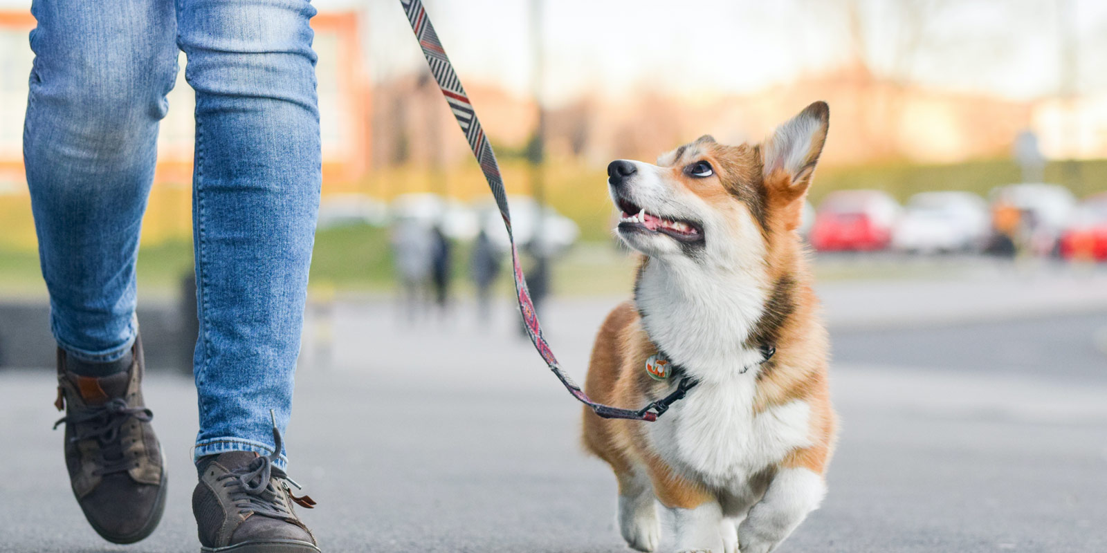 Dog walking on leash on road with owner