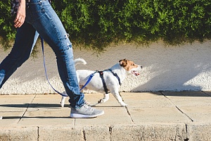 Dog walking on leash with owner