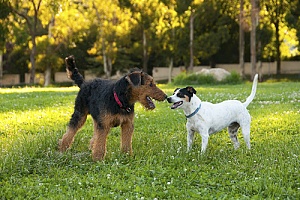 Dogs greeting one another in field 