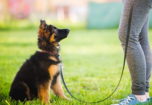 a leash is needed to train your puppy