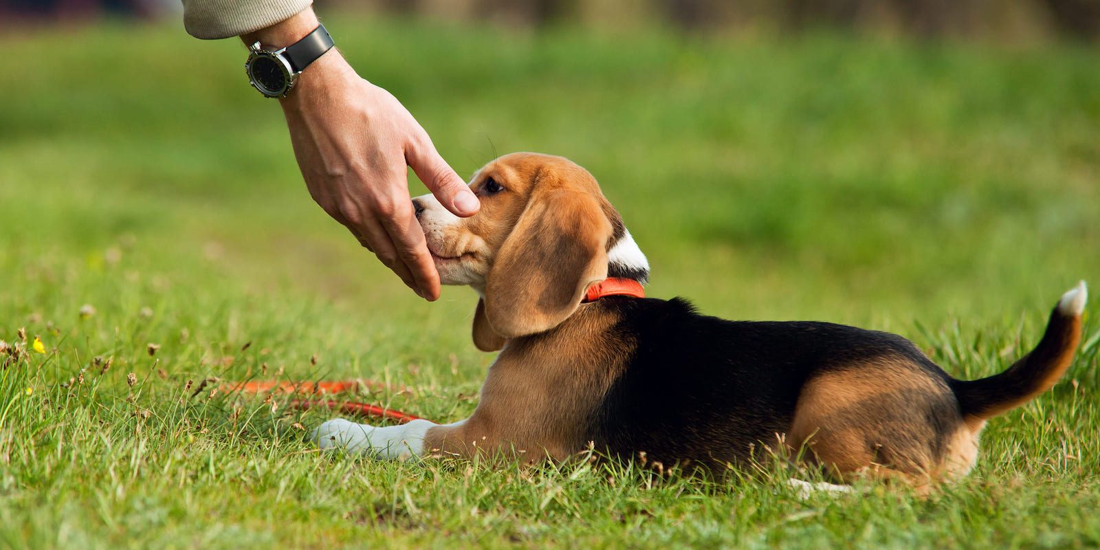 how to train a puppy