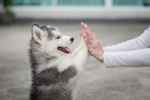 train your puppy to paw hands