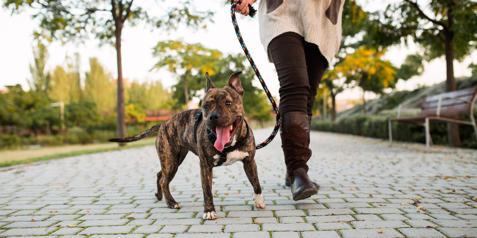 7 Dog Walking Tips Everyone Should Know