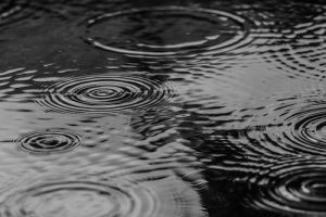 Avoid Puddles During Dog Walking