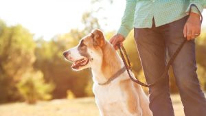 dog walking tips