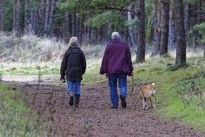 dog walking tips
