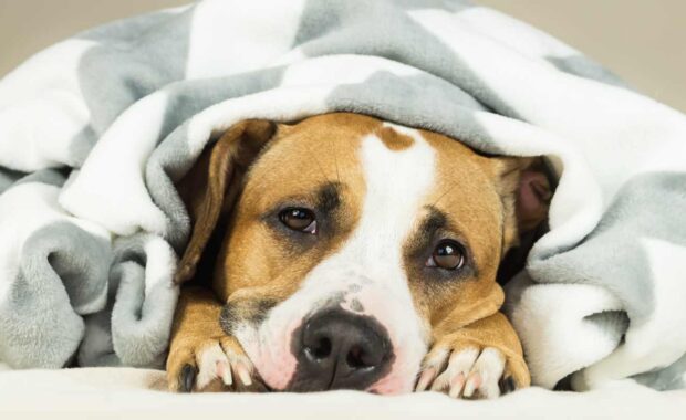 Dog with canine influenza hiding under a blanket to stay warm