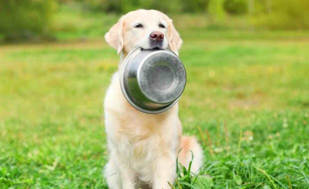 Foods That Are Dangerous for Your Dog