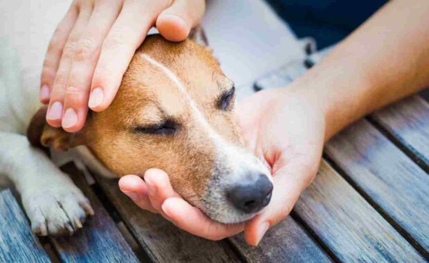 what to feed a sick dog