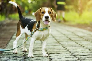your dog’s paws will burn on hot pavement
