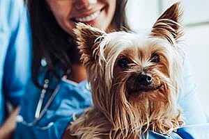 a sick dog receiving care from a vet nurse