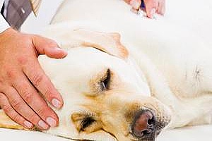 a sick dog receiving care from an experienced vet