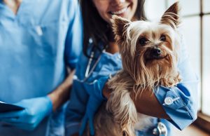 prevent your dog from spreading the flu