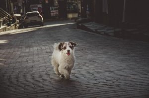 dog walking tip - know your dog’s triggers