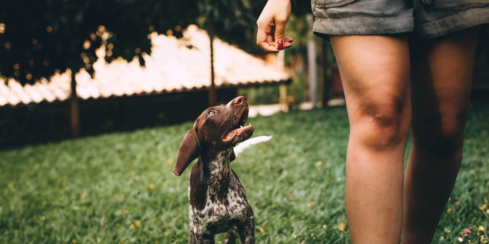 Four Dog Walking Tips During COVID-19