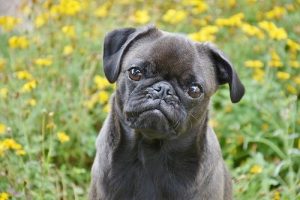 keeping your hands and your dog’s paws clean