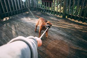 Dog with pet separation anxiety holding owner back