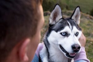 to stay productive while remote working from home owner must schedule time to entertain pets