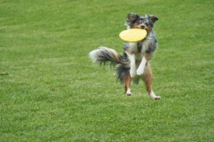 toys can be used to entertain pets at home while owner work remotely