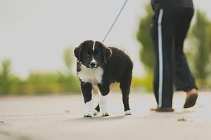 Dog walking on leash