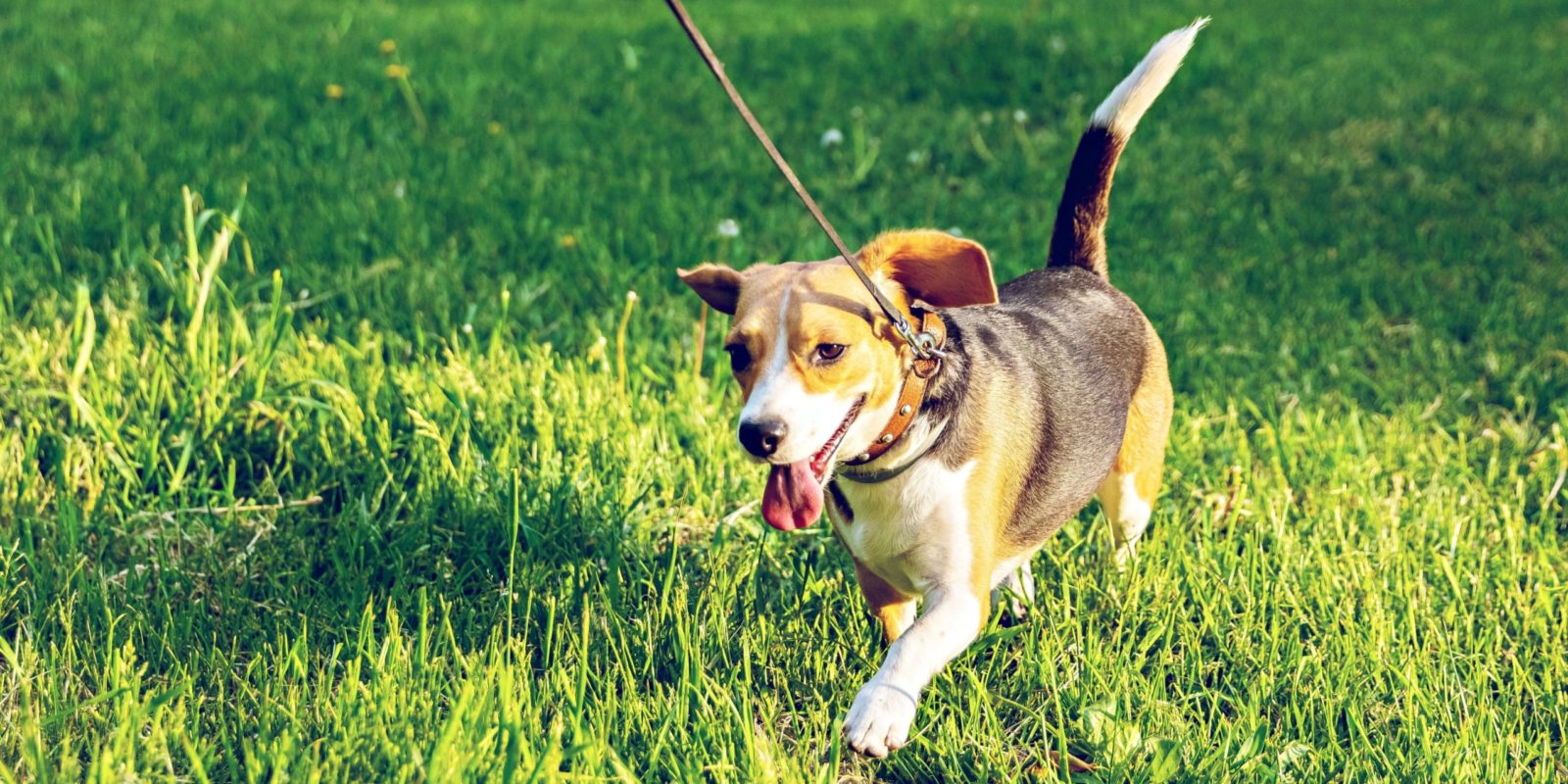 happy dog running in a grassy field while on vacation with their owner