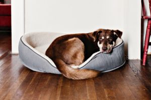 many reasons for a pet's behavior to change