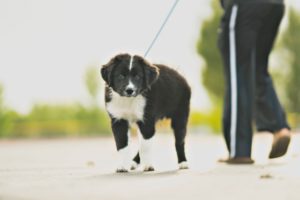 new dog owners should educate themselves on dog walking