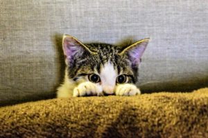 pet's behavior are unusual when facing stress