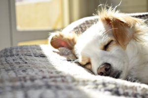 pet's behavior include a time set for sleep