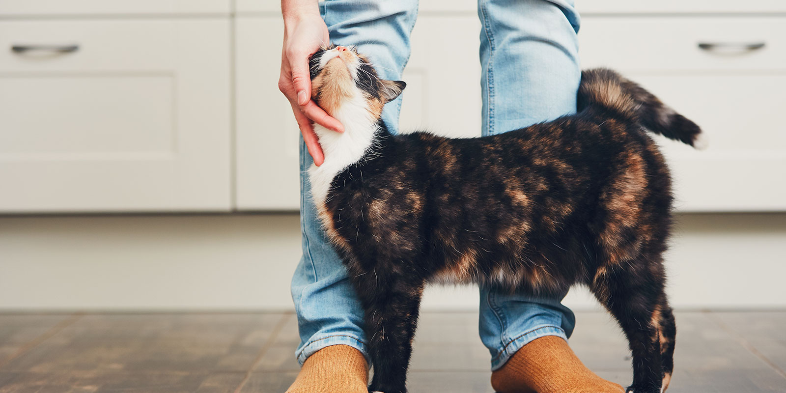 cat rubbing up against the legs of her pet sitter