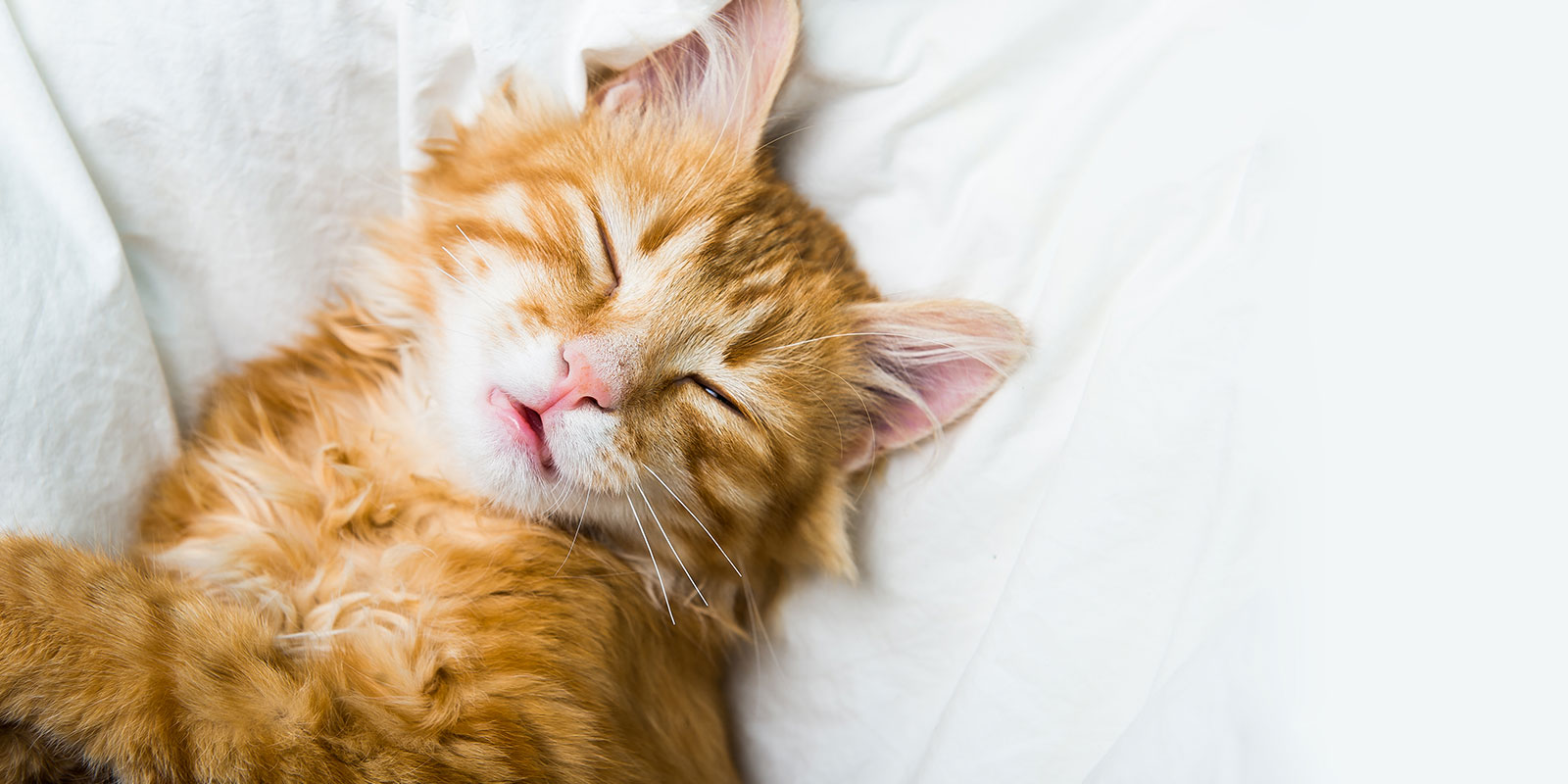 yellow cat sleeping peacefully while being watched by his cat sitter