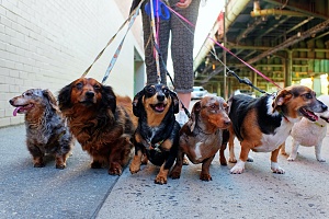 a group of dog all walking together on leashes through the street