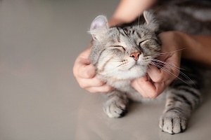cat being rubbed by her cat sitter