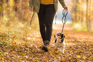 dog walking on a leash in woods with fall leaves