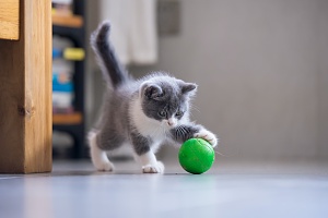 gray and white kitten playing with a green ball while cat sitting watching