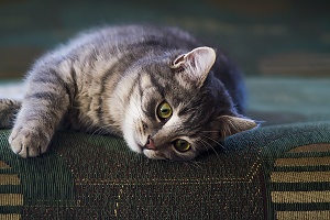 gray cat laying and relaxing on the couch with cat sitting watching