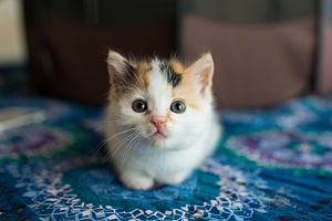 little kitten with a cat sitting service on a blue blanket looking at her cat sitter