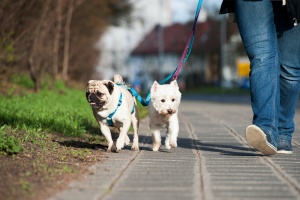 two dogs walking and twisting