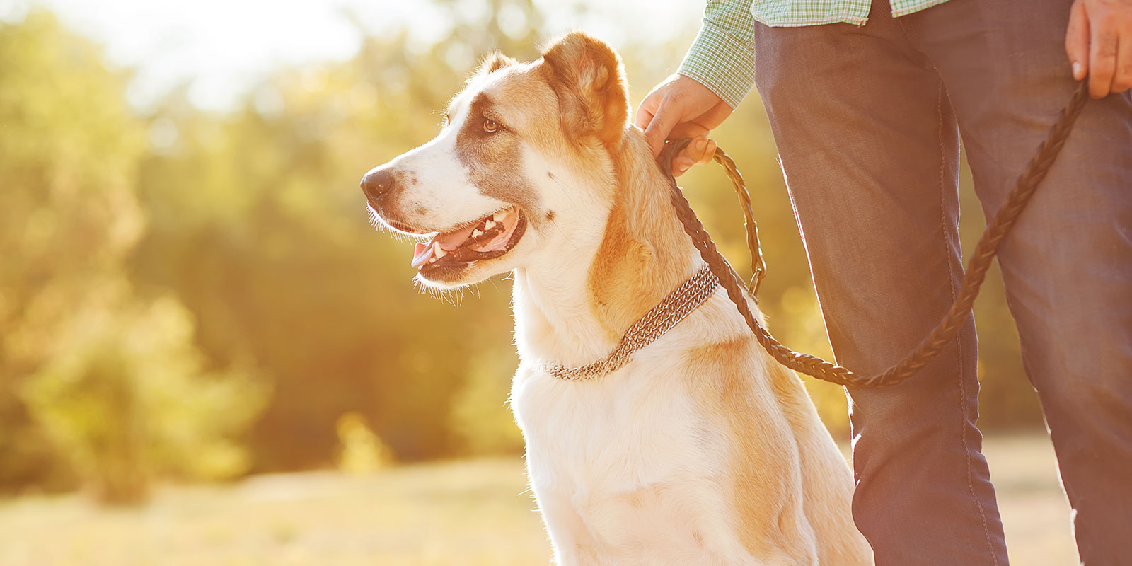 dog on leash on a walk just sitting by his owner