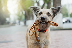 dog holding a leash in his mouth waiting for a walk